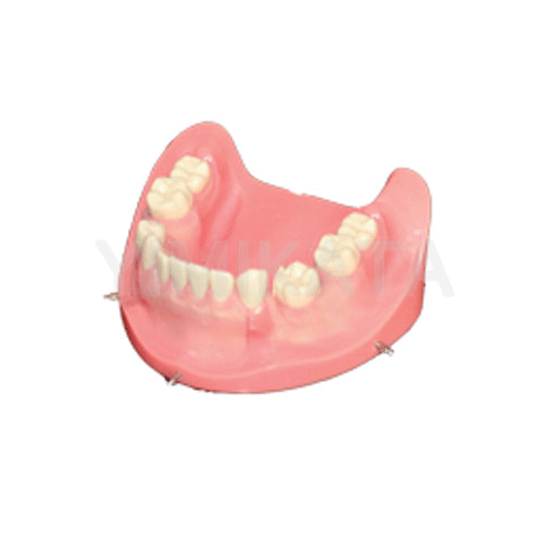 牙科教学模型,牙科材料,牙科诊所,牙医,